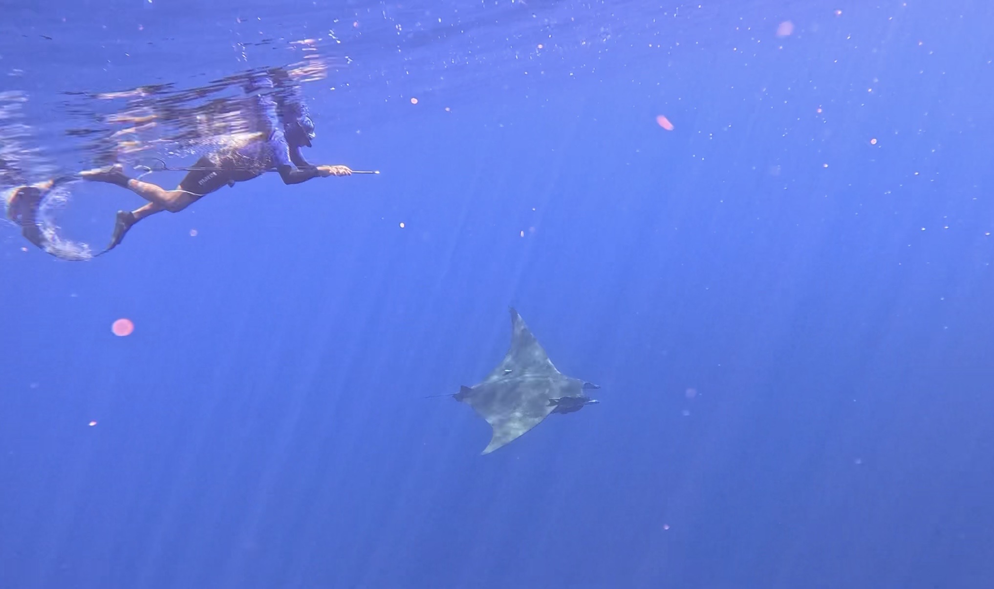 Freediver with sharks in clear blue water