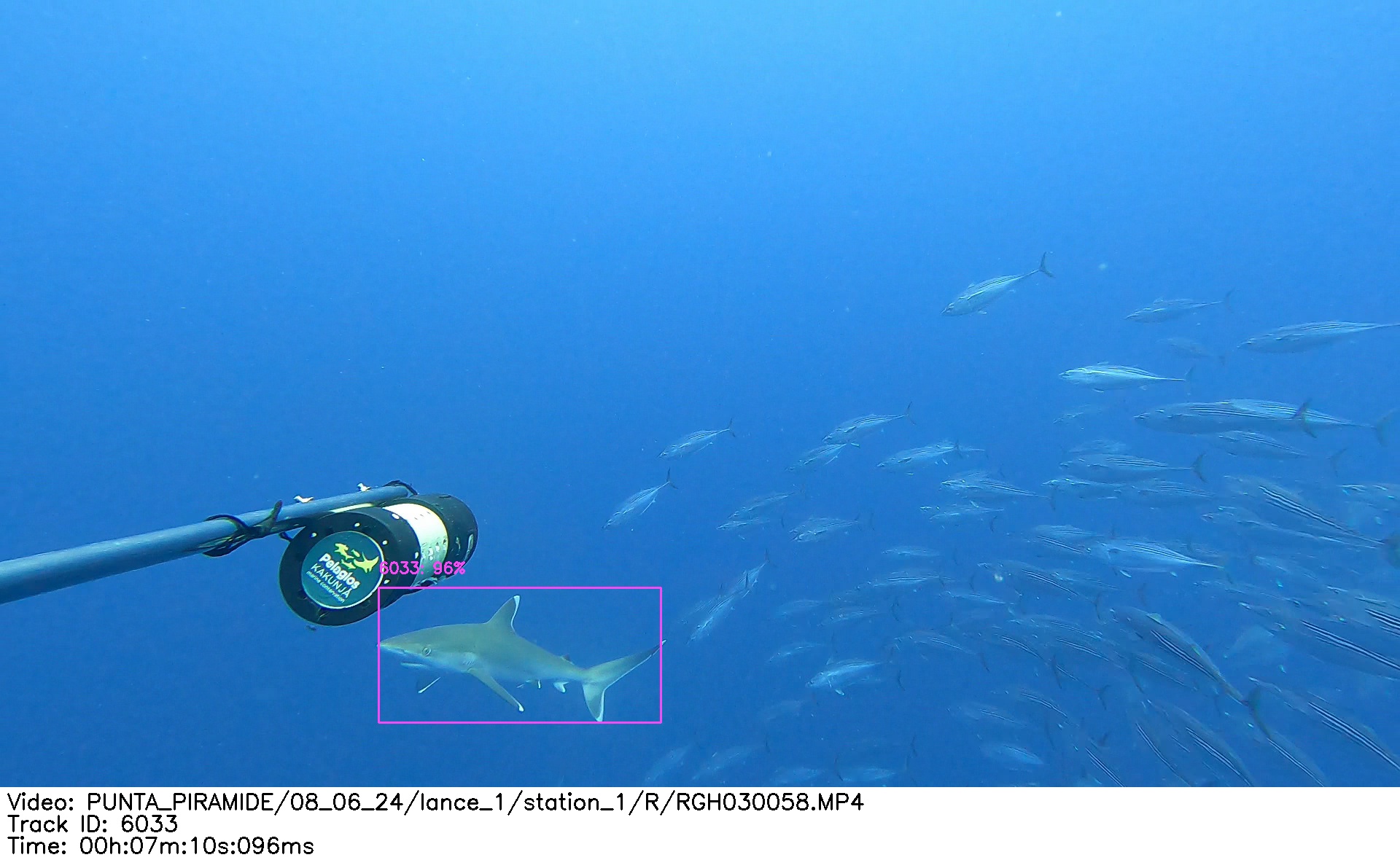 Divers underwater at Revillagigedo