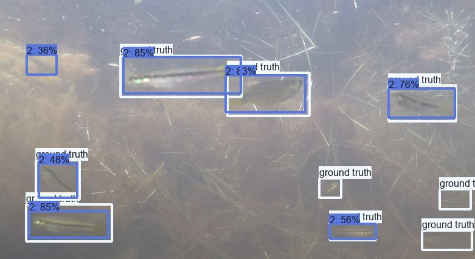 CFD detections, Freshwater