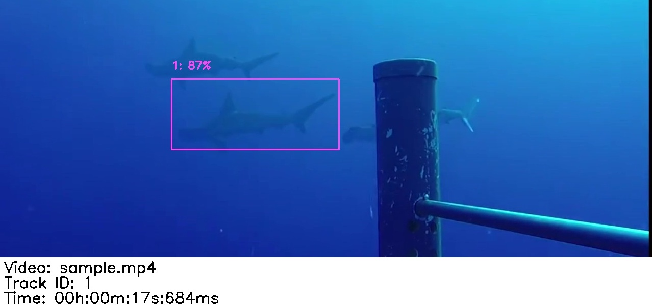 SharkTrack detection example
